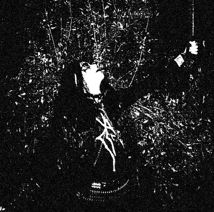 Mäleficentt "<i>Night of Eternal Darkness"</i> cover photo